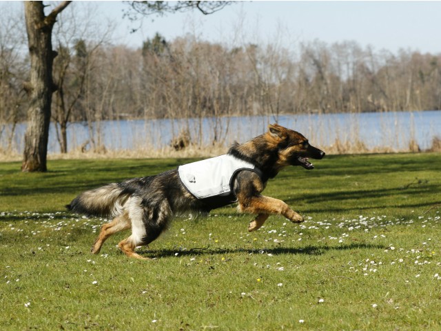 Puppy cooling vest