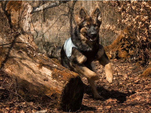 Puppy cooling vest