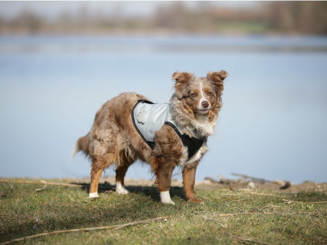 Puppy cooling vest