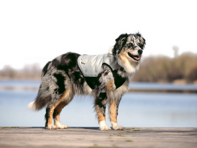 Puppy cooling vest